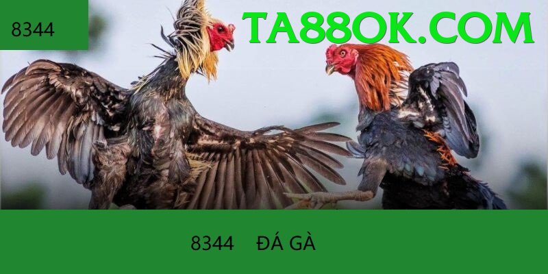 Đá Gà Trực Tiếp - ta88 - Top game